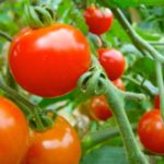 機能性トマトを効率よく栽培する「AI-ロボット温室システム」を開発する